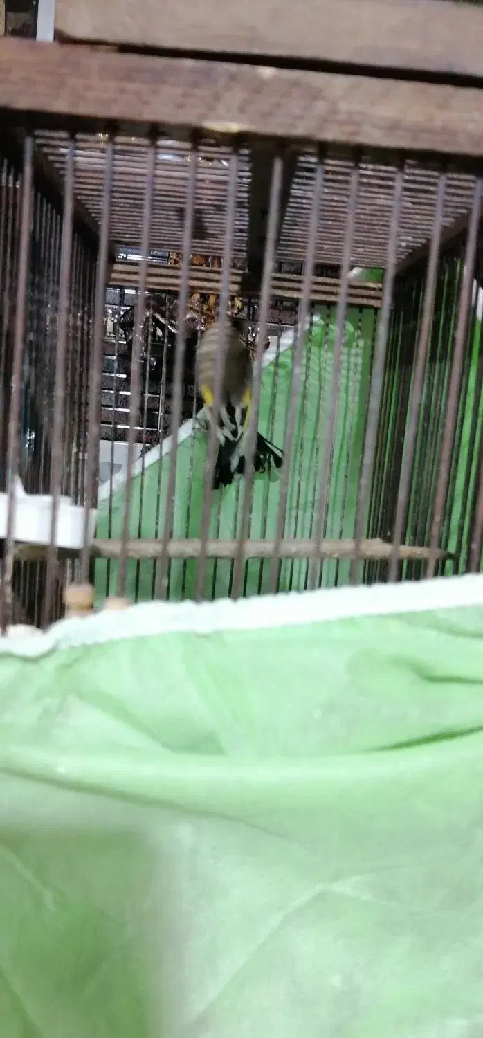 سهره کرمانی|پرنده|نیشابور, مازول|دیوار