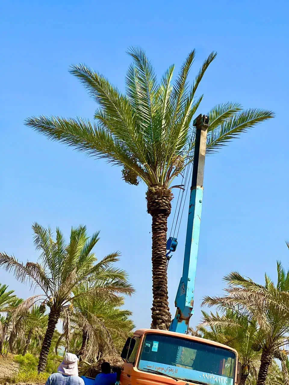 نخل هایی ک به زیبا ترین درختان جهان معروفند|خدمات باغبانی و درختکاری|رشت, فرودگاه سردار جنگل رشت|دیوار