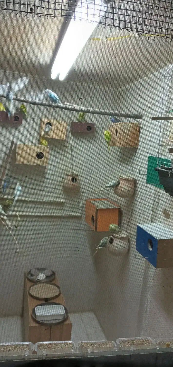 مرغ عشق های رنگارنگ|پرنده|قائم‌شهر, |دیوار