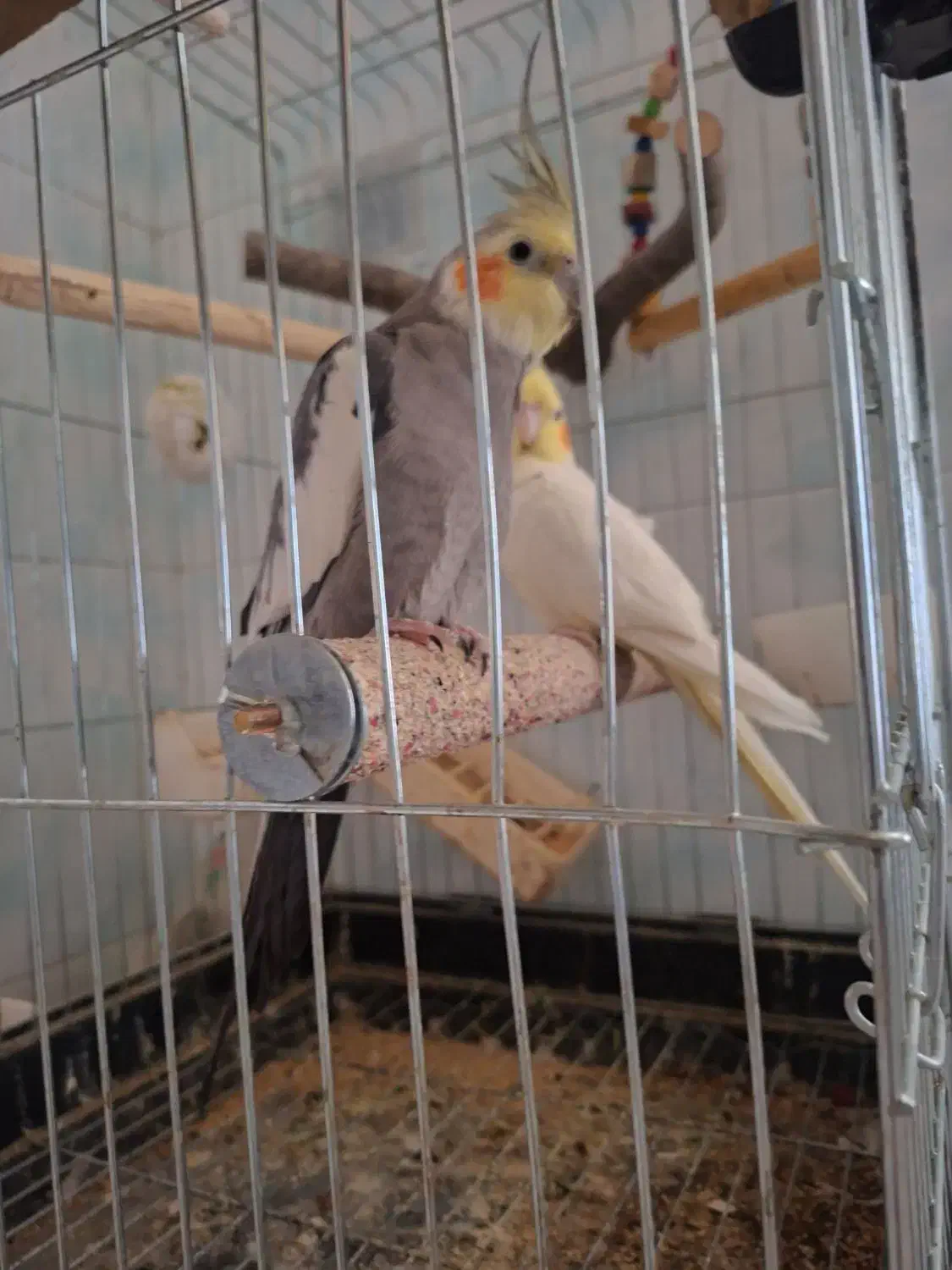 عروس هلندی|پرنده|مشکین‌دشت, |دیوار