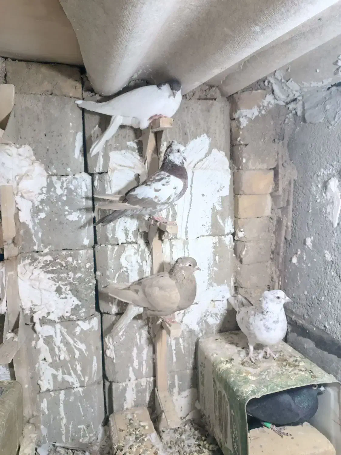 کبوتر|پرنده|شیراز, گچی|دیوار