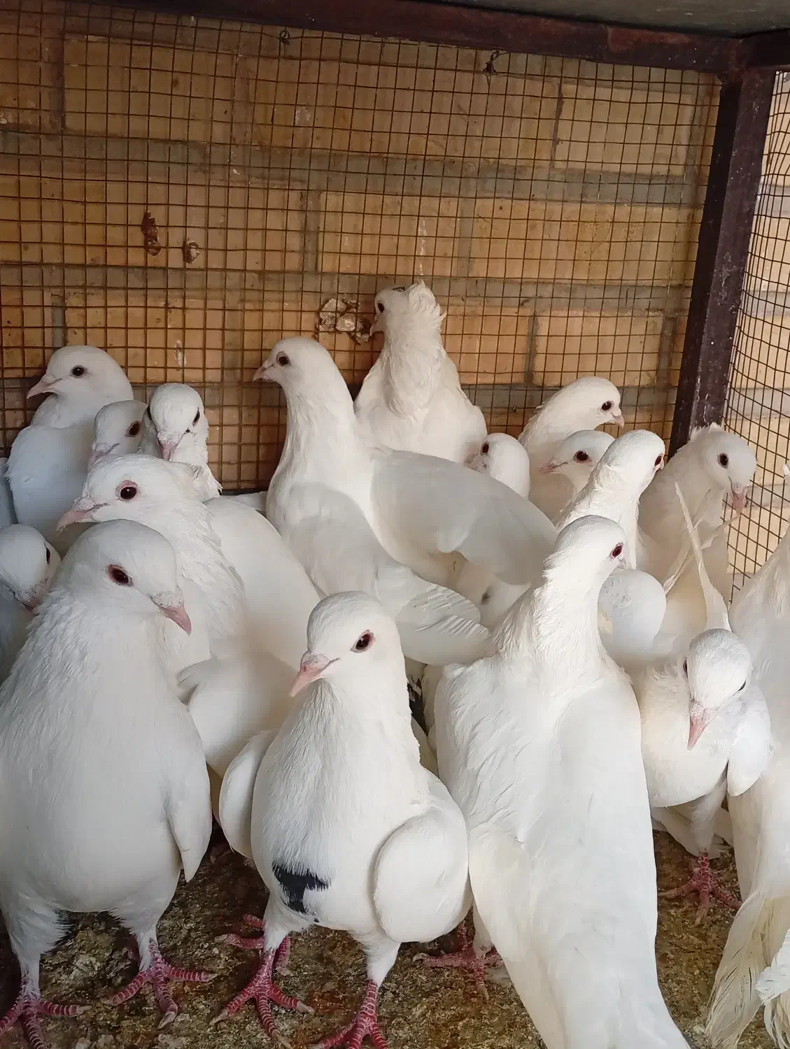 کبوتر|پرنده|آباده, |دیوار