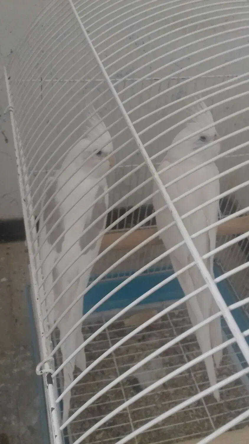 یک جفت عروس هلندی مولد معاوضه با گرینچیک ماده|پرنده|صدرا-فارس, فاز ۲|دیوار