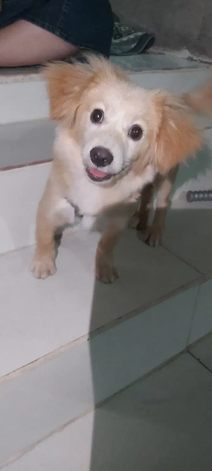 شیتزو روباهی|سگ|کوچصفهان, |دیوار