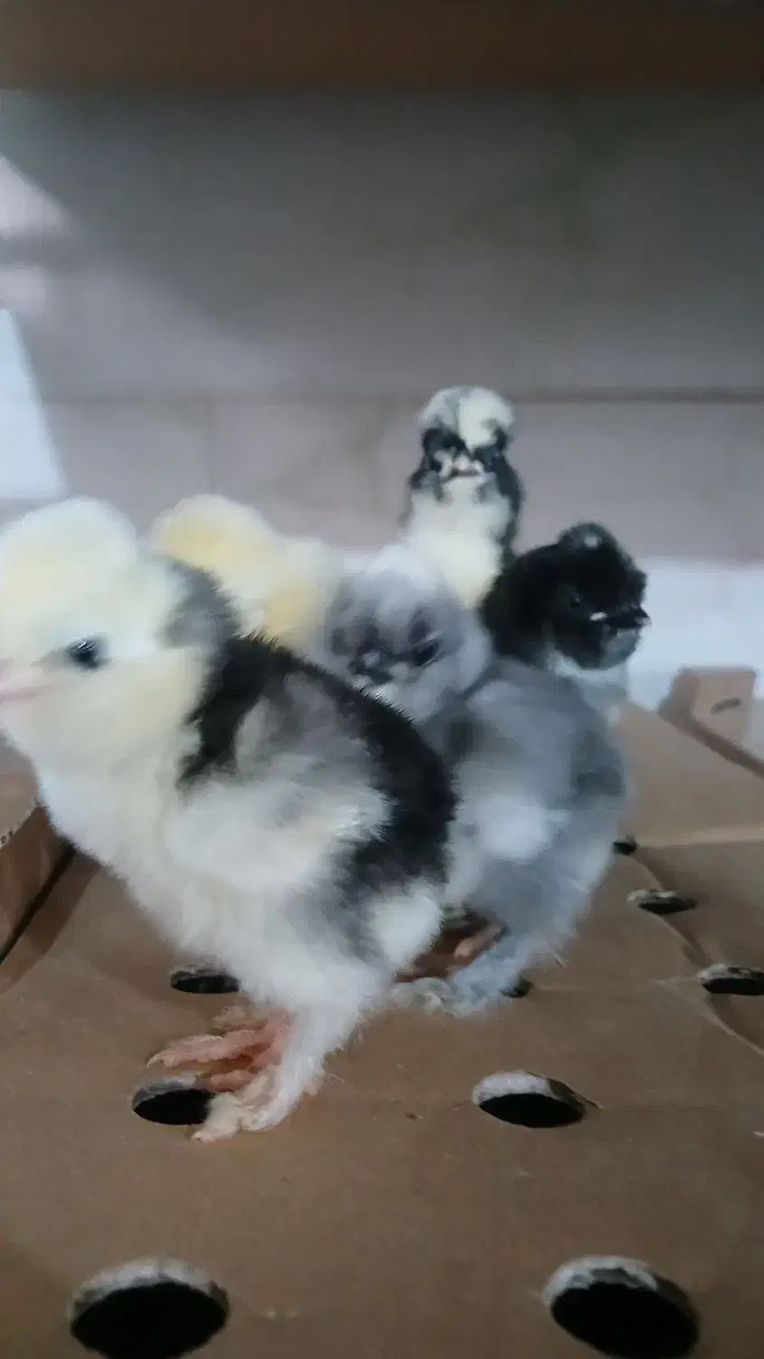 اردک بلک مرندی|حیوانات مزرعه|بیرجند, |دیوار