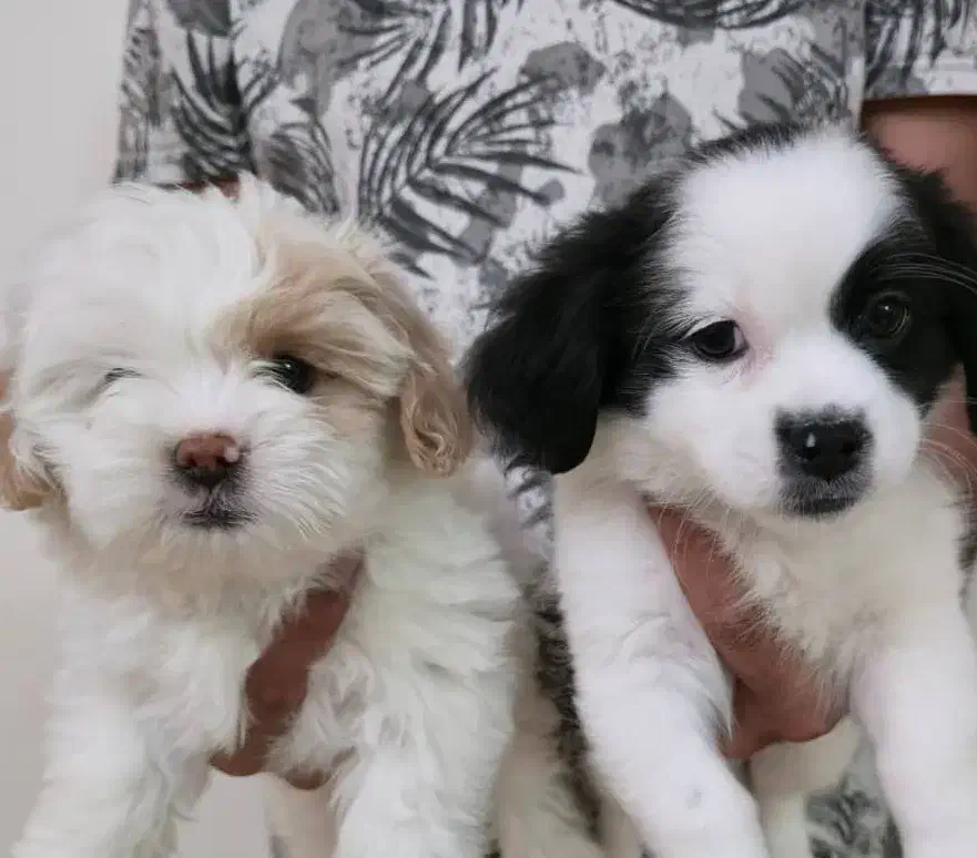 توله اشپیتز و شیتزوکراس|سگ|شیراز, پودنک|دیوار