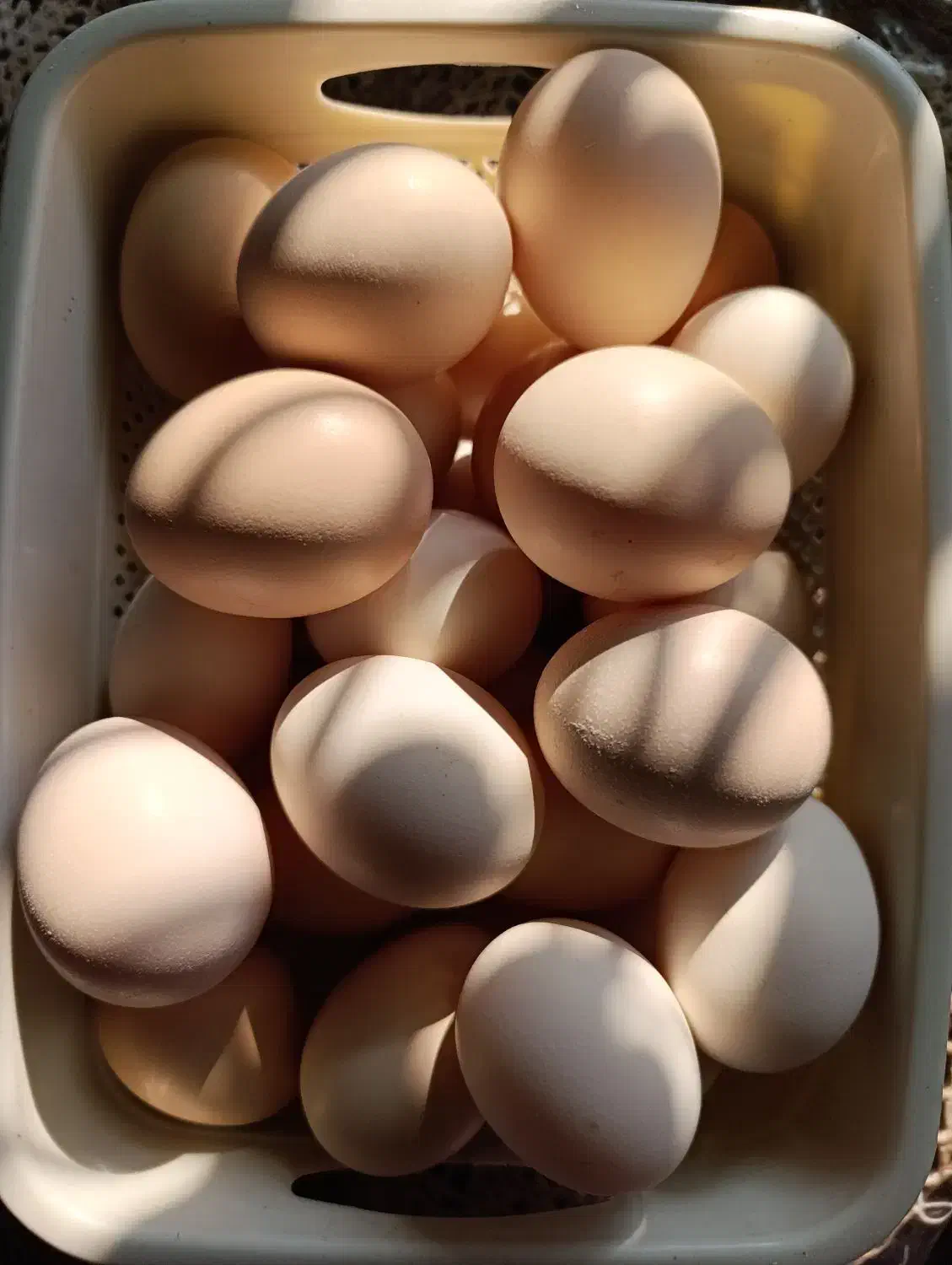 تخم مرغ نطفه دار محلی|حیوانات مزرعه|آستانه اشرفیه, |دیوار