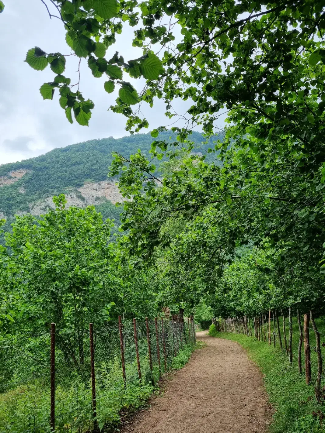 لیدر گیلانگردی|تور و چارتر|رشت, گیل|دیوار