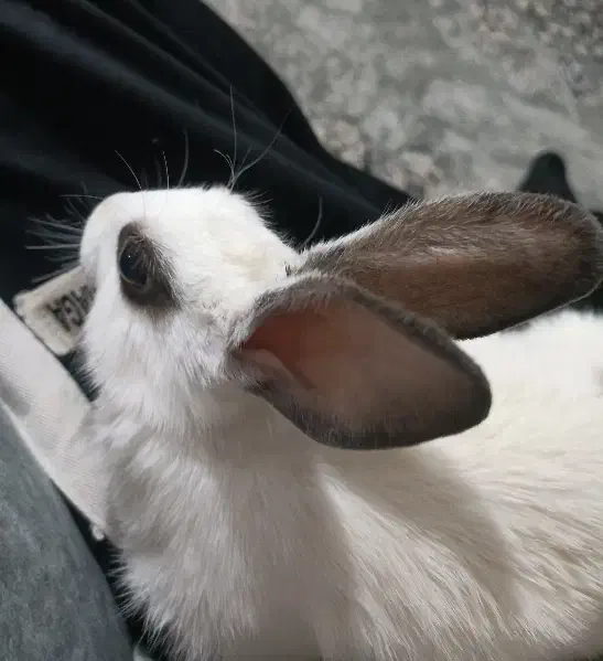 خرگوش|موش و خرگوش|ایوان, |دیوار