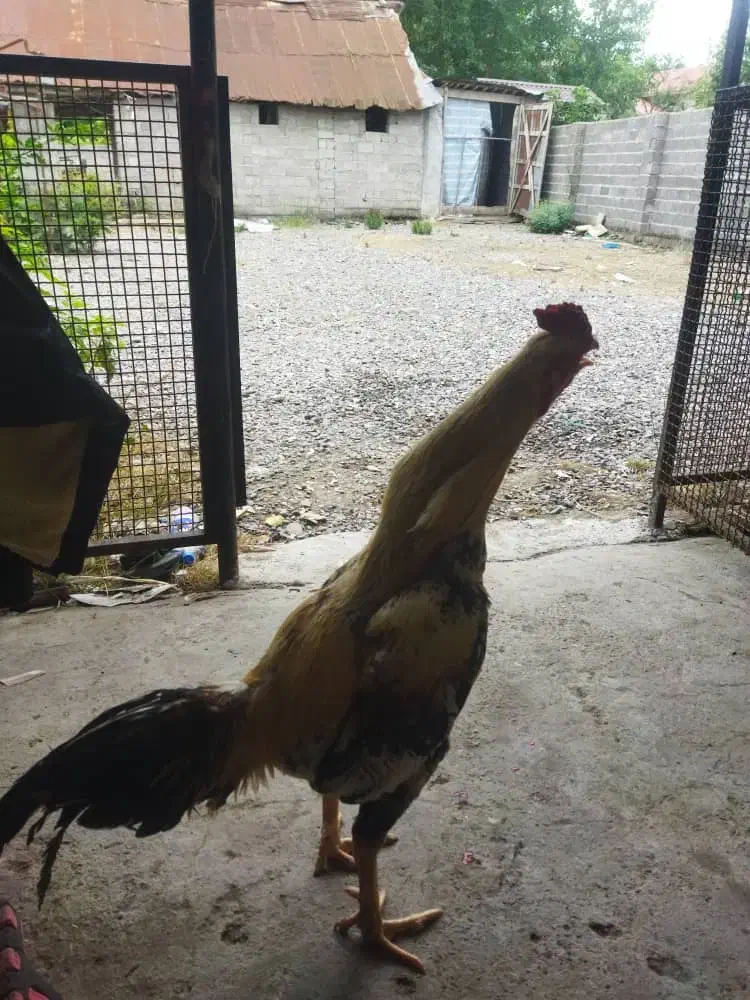 فروش نقدی|حیوانات مزرعه|رودبنه, |دیوار