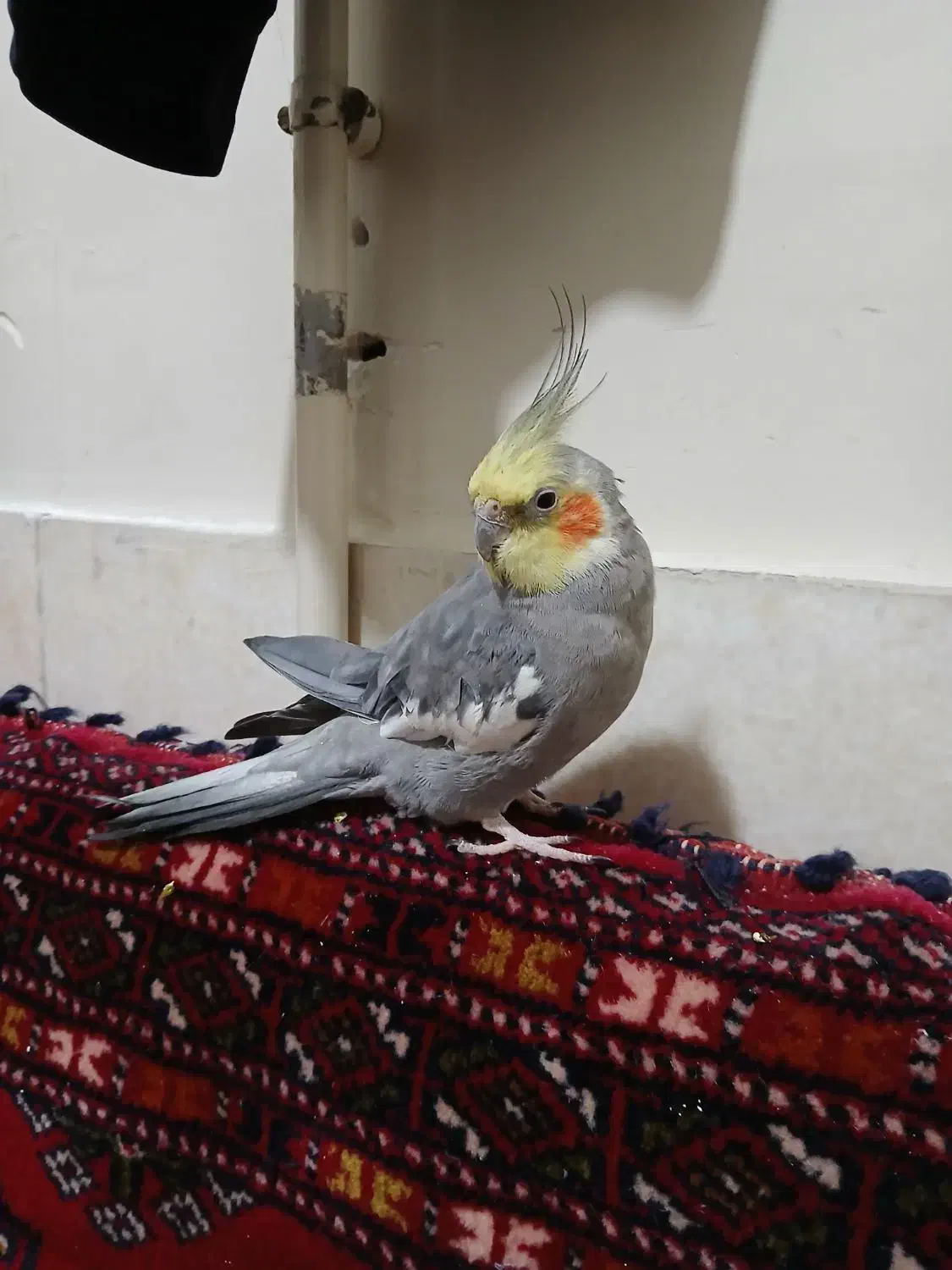 عروس هلندی نر ( سینامون )|پرنده|تهران, خواجه نصیر طوسی|دیوار