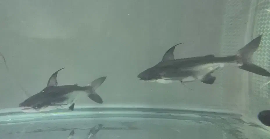 گوشتخوار|ماهی|فلاورجان, |دیوار