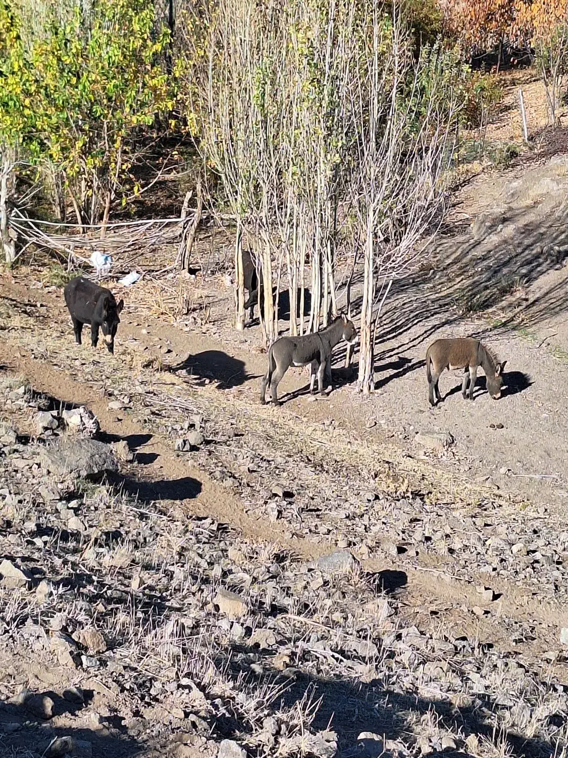 ۴ ارس خر ب فروش میرسد|حیوانات مزرعه|مشگین شهر, |دیوار