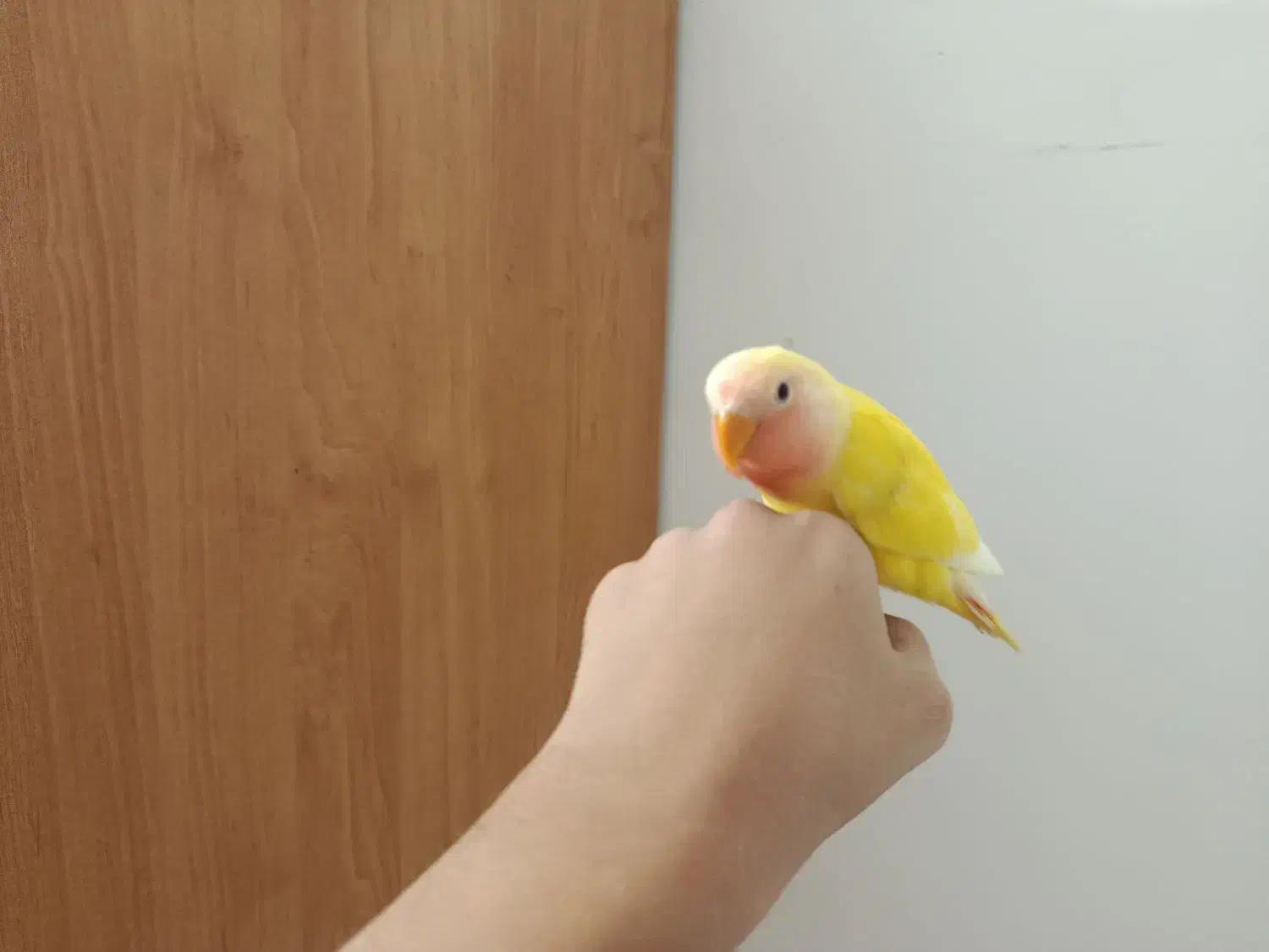 4 عدد کوتوله فوق دستی رنگ خاص و زیبا و سرلاکی|پرنده|مشهد, عنصری|دیوار