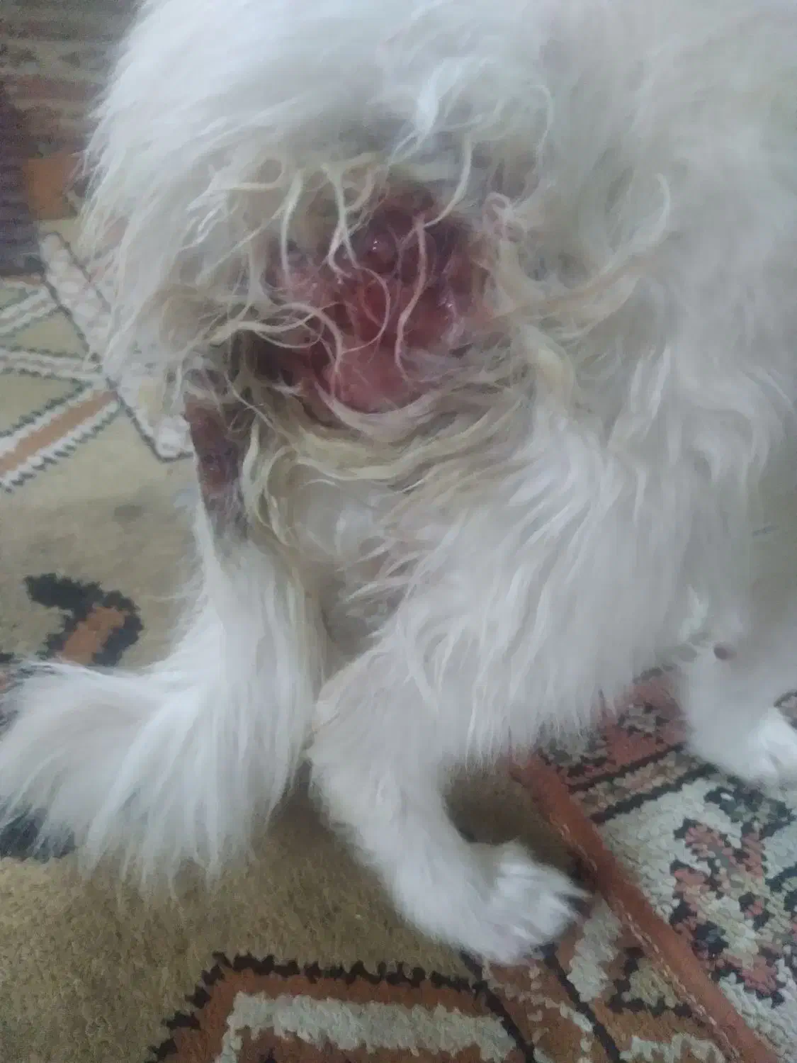 سگ پامرانین روباهی خرسی گمشده|سگ|اصفهان, بهاران|دیوار