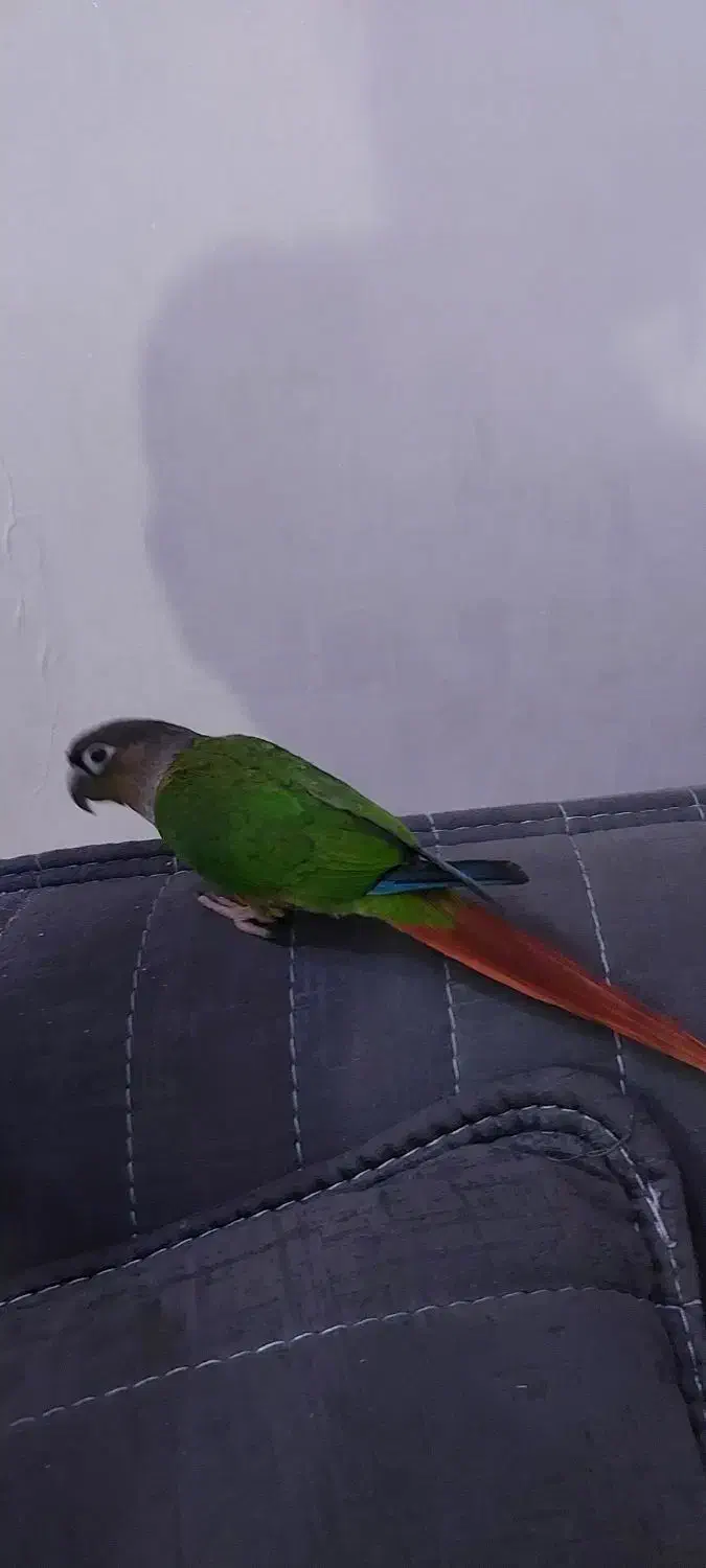 طوطی گرینجیک ۴ ماه  کاملا اهلی|پرنده|ارومیه, |دیوار