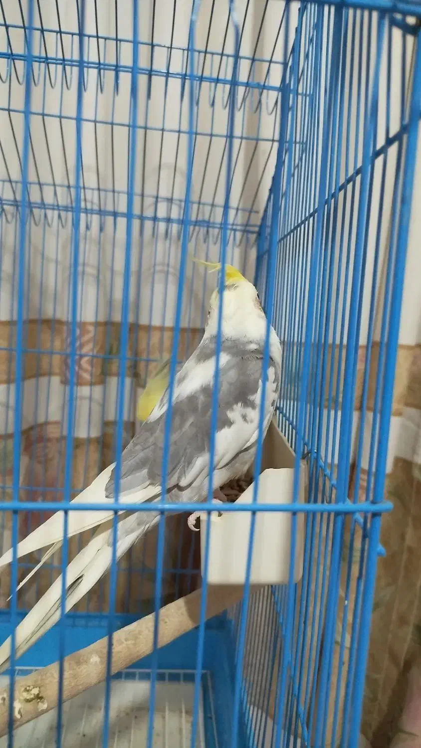 عروس هلندی نر|پرنده|هشتگرد, مدرس|دیوار