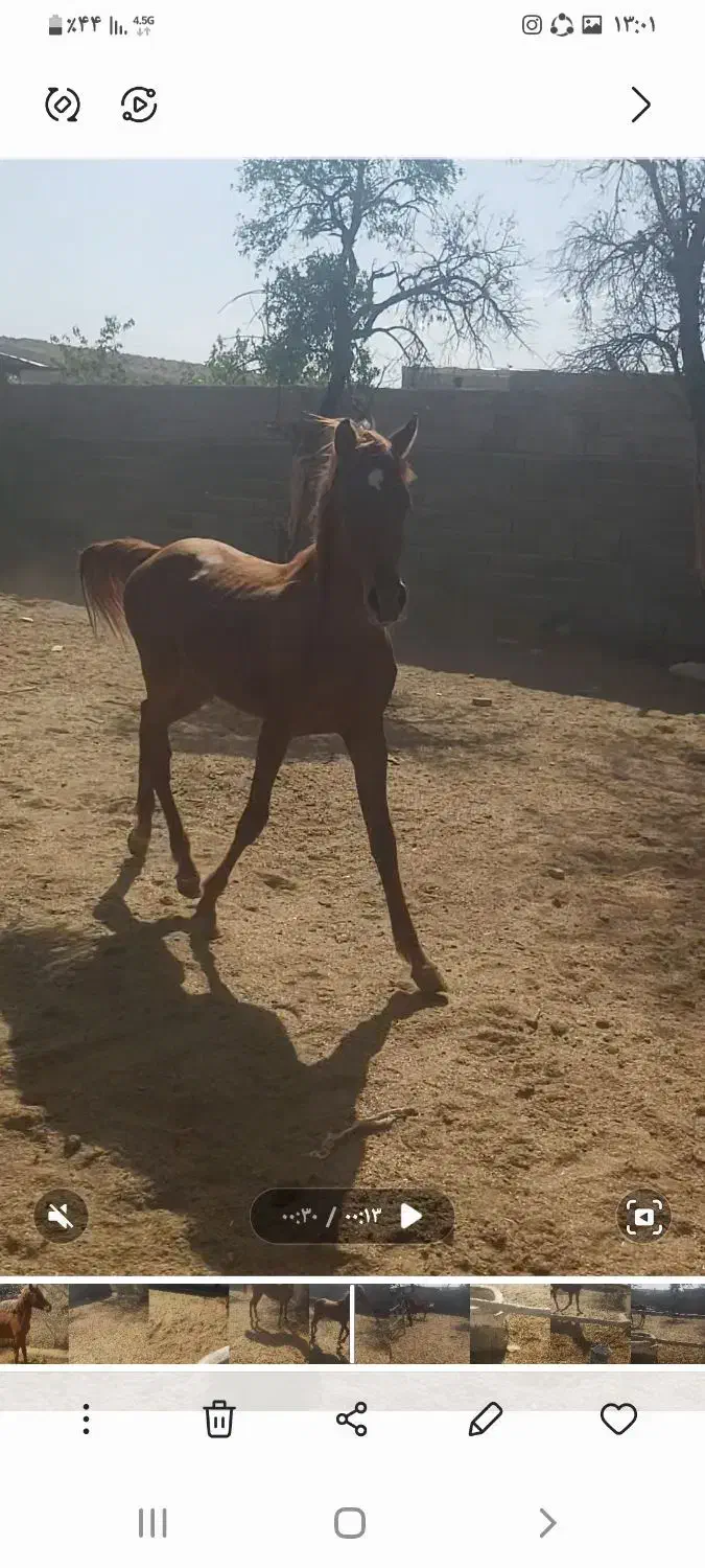 کره اسب کرد|اسب و تجهیزات اسبسواری|سیرجان, |دیوار