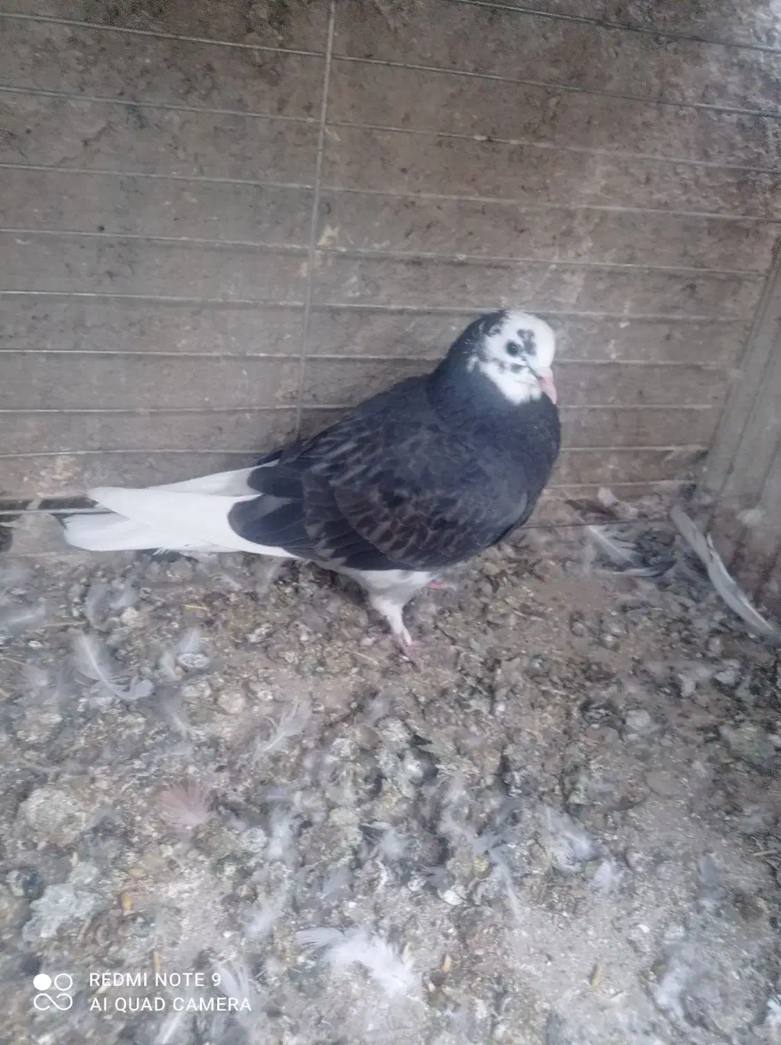 کبوتر یزدی|پرنده|یزد, |دیوار