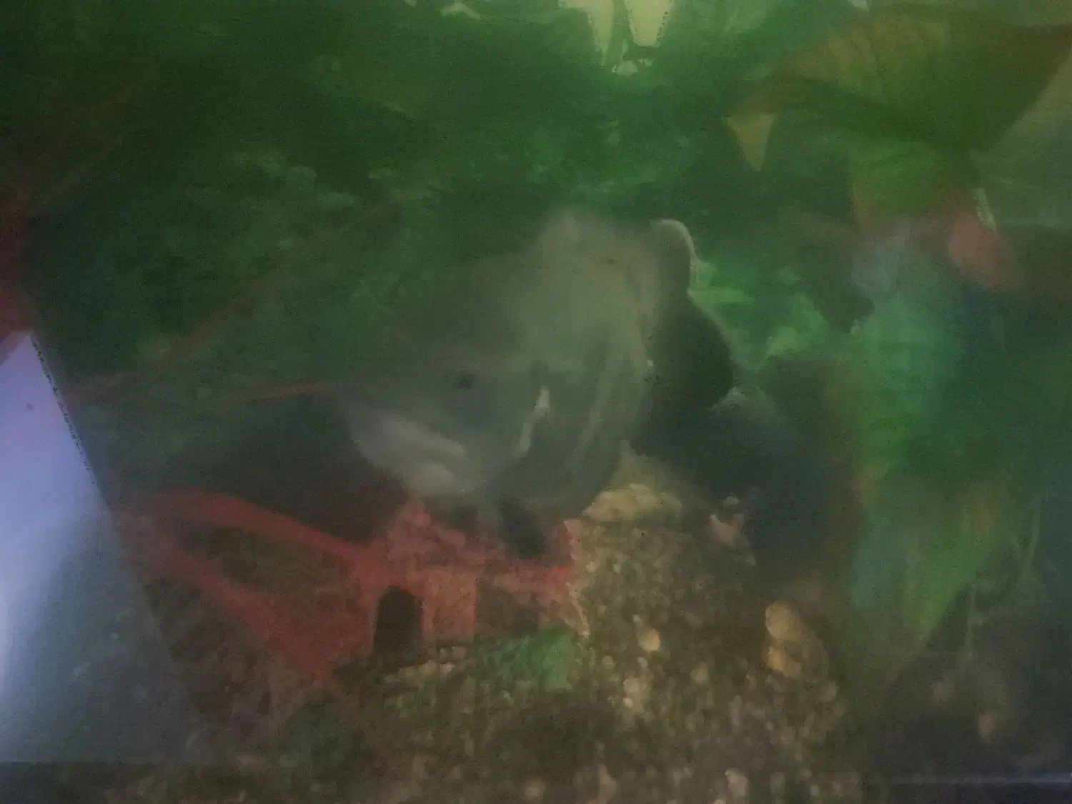 ماهی اسکار|ماهی|مشهد, مقدم|دیوار