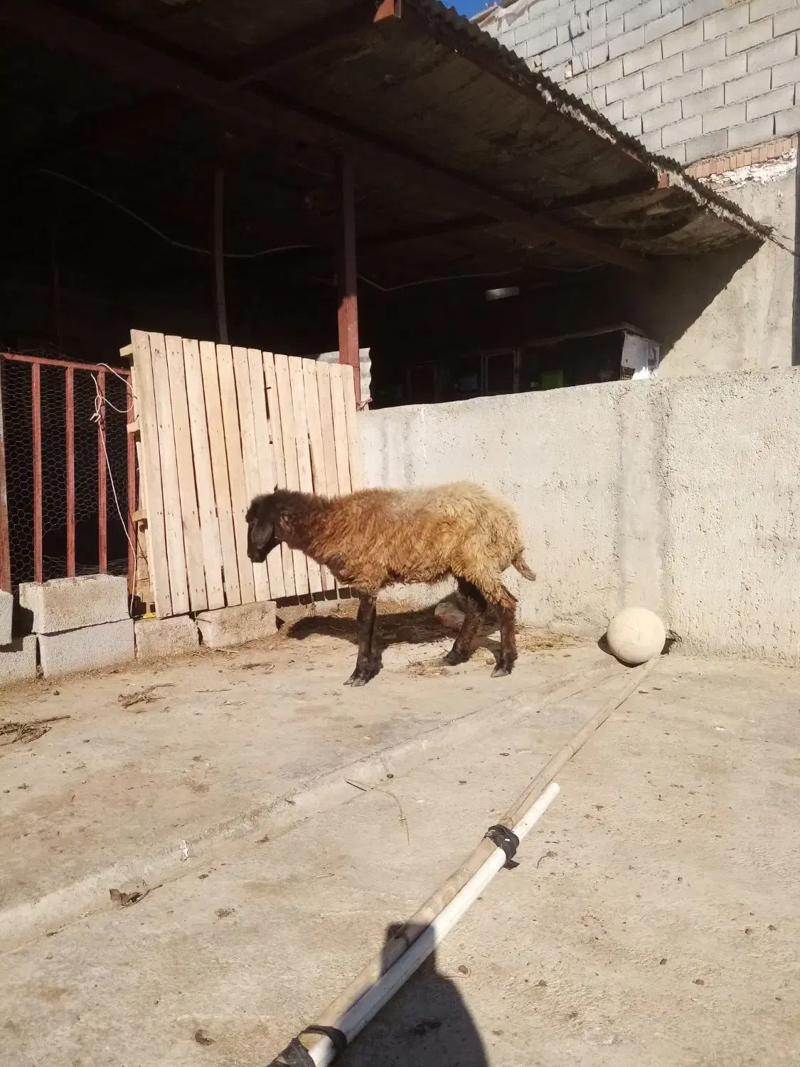 بره|حیوانات مزرعه|رامیان, |دیوار