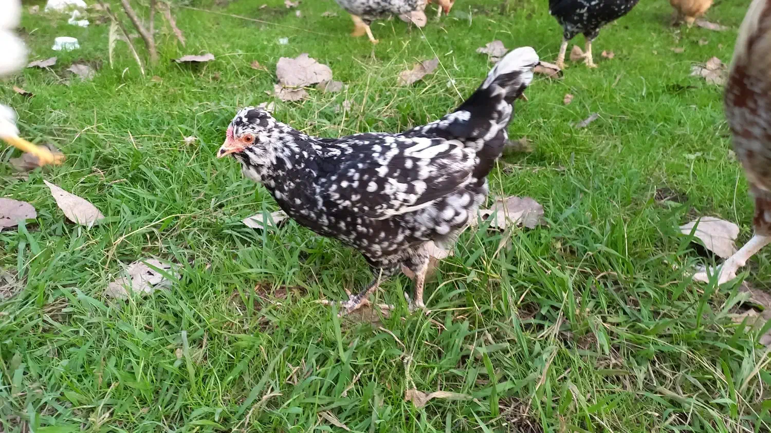 تخم مرغ و جوجه گلین لری فول کیفیت|حیوانات مزرعه|رشت, گلسار|دیوار