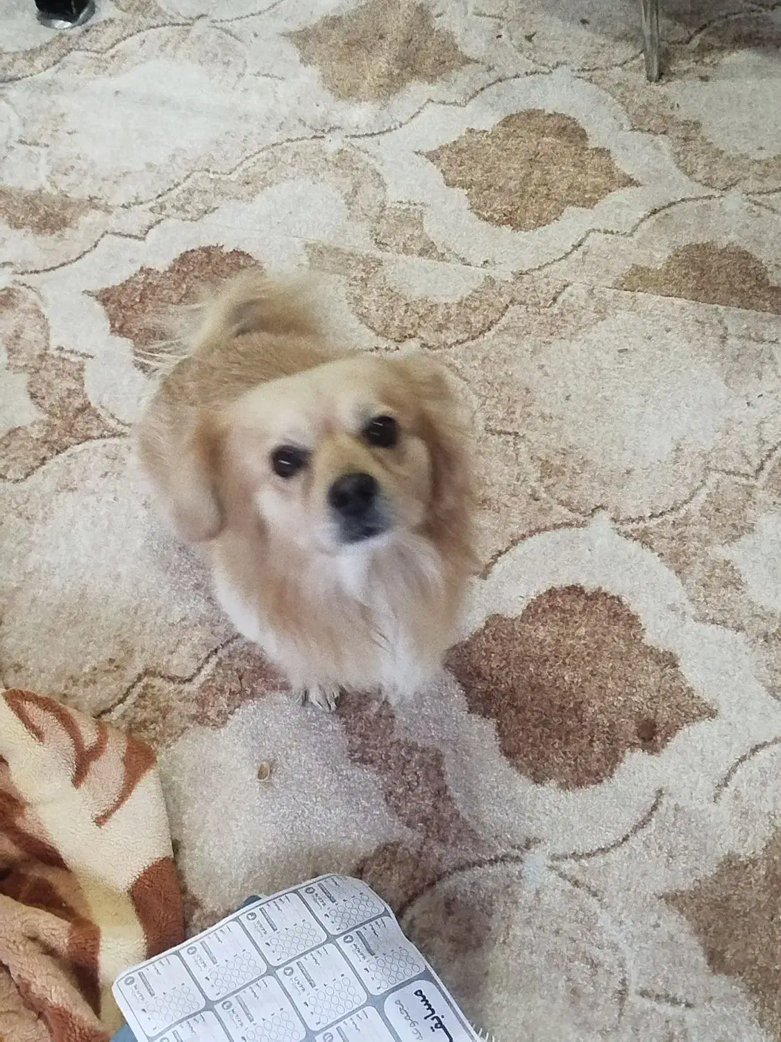 سگ روباهی|سگ|یاسوج, |دیوار