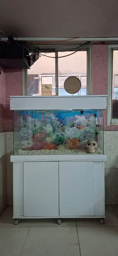 آکواریوم|ماهی|فردیس, شهرک شهید حسینی|دیوار