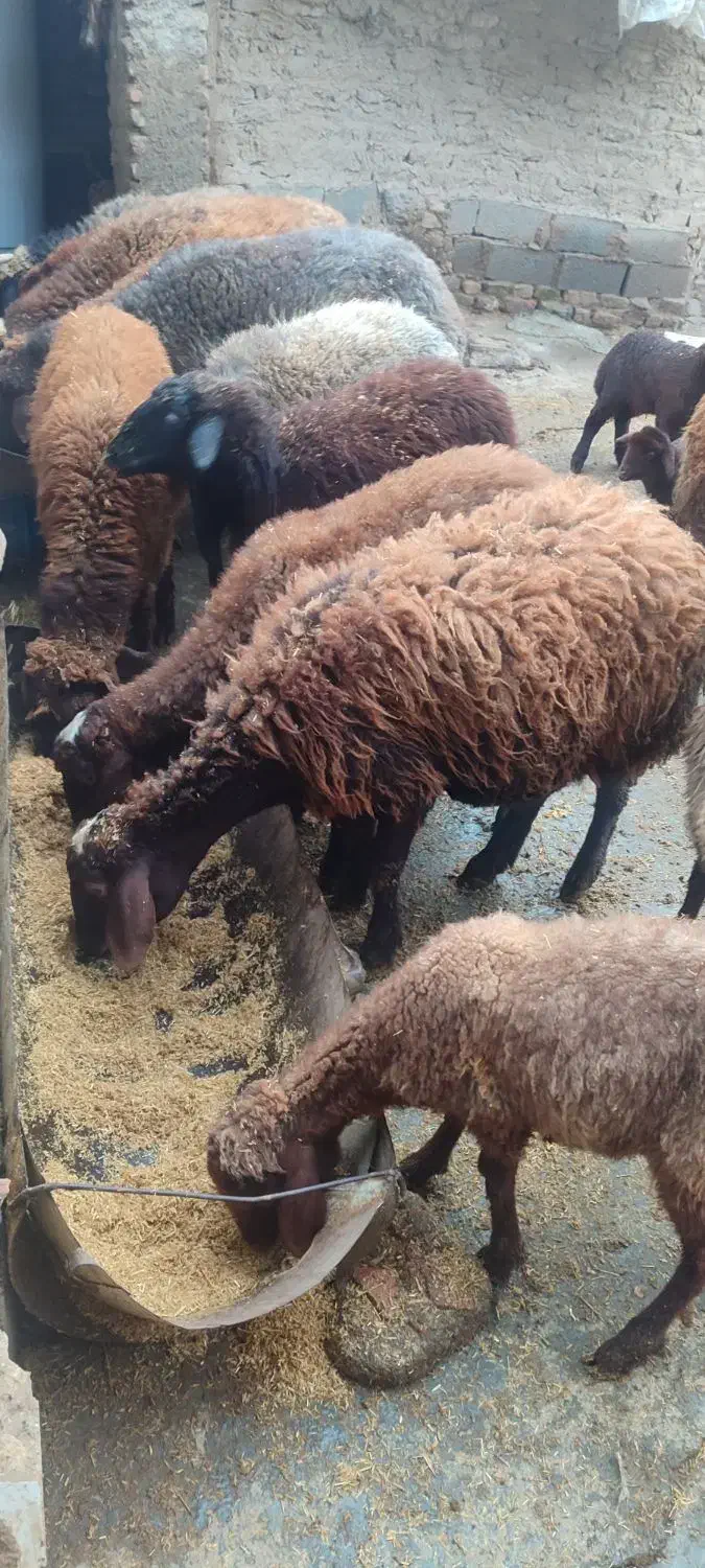 گوسفند و بره سالم واکسن خورده|حیوانات مزرعه|گرگان, |دیوار