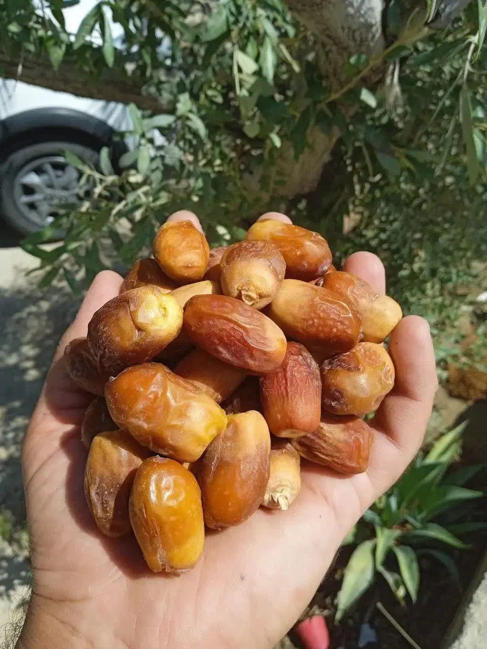 خرما و محصولات طبیعی مستقیم از تولید کننده|خوردنی و آشامیدنی|تهران, تهرانپارس جنوبی|دیوار