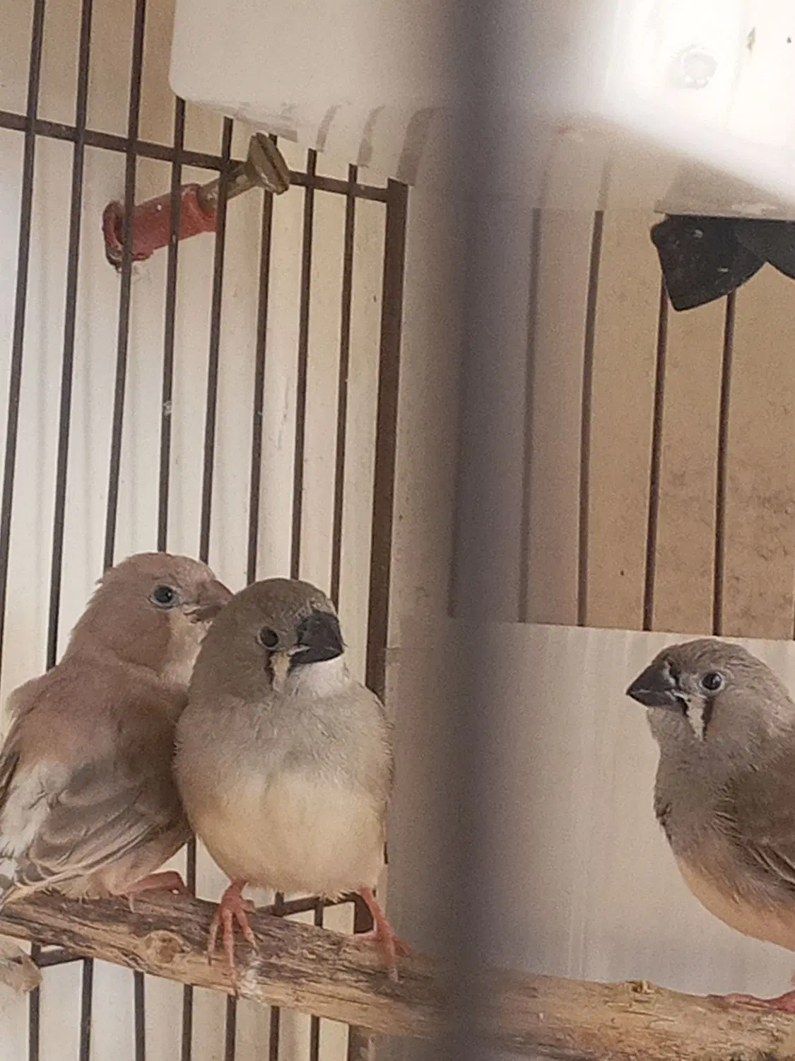 فنچ|پرنده|رشت, حافظ آباد|دیوار