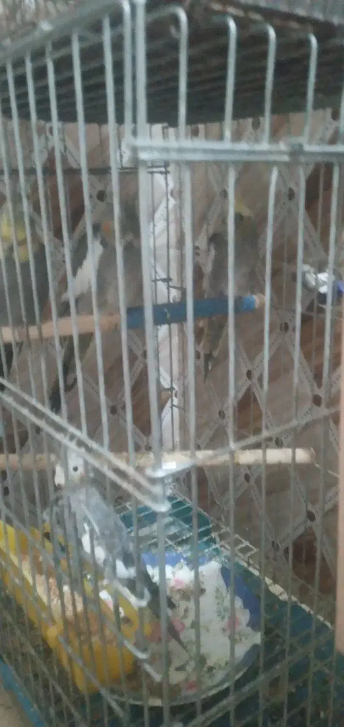 عروس هلندی|پرنده|سوسنگرد, |دیوار