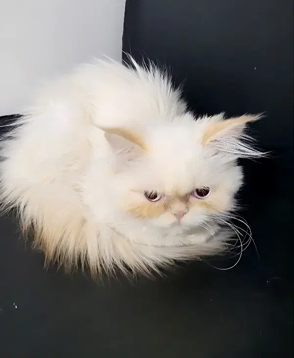 فروش گربه پرشین سفید|گربه|گنبد کاووس, |دیوار