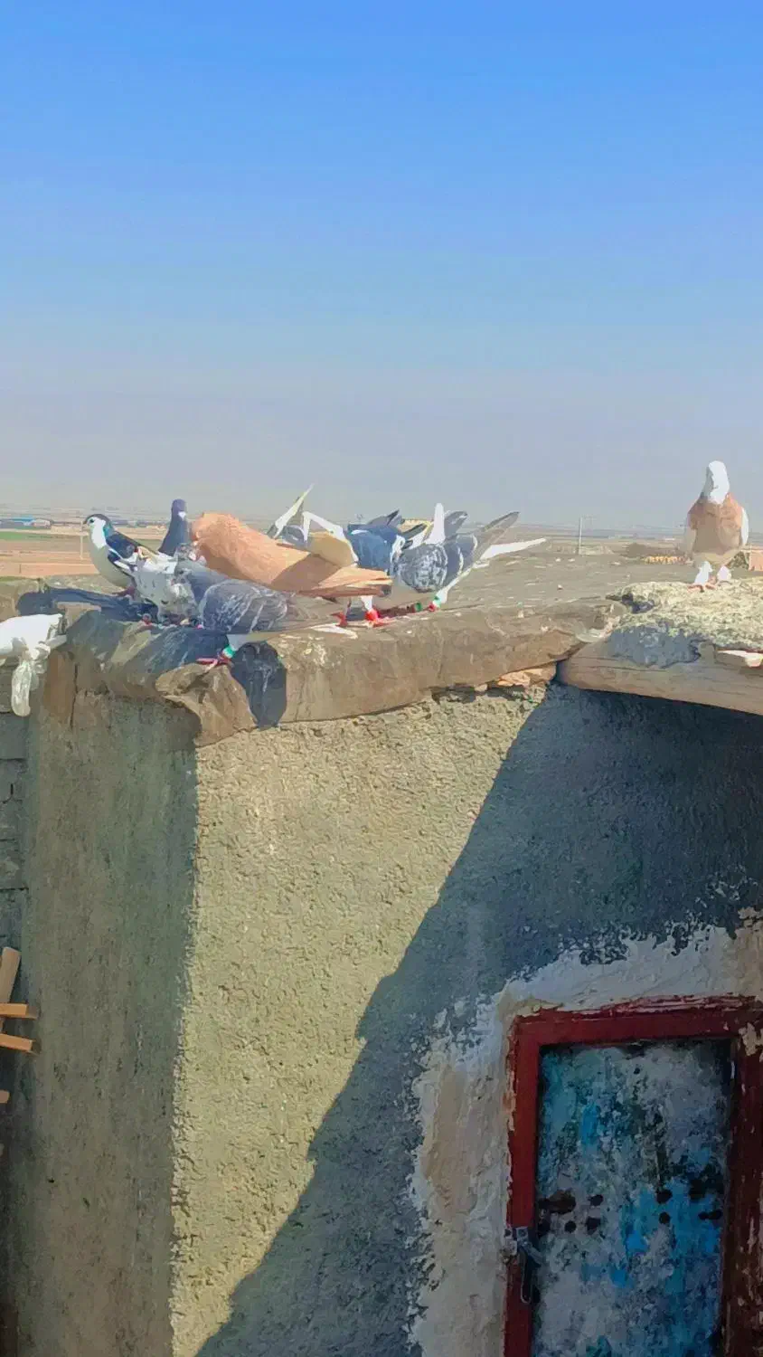 کبوتر|پرنده|سیدآباد, |دیوار