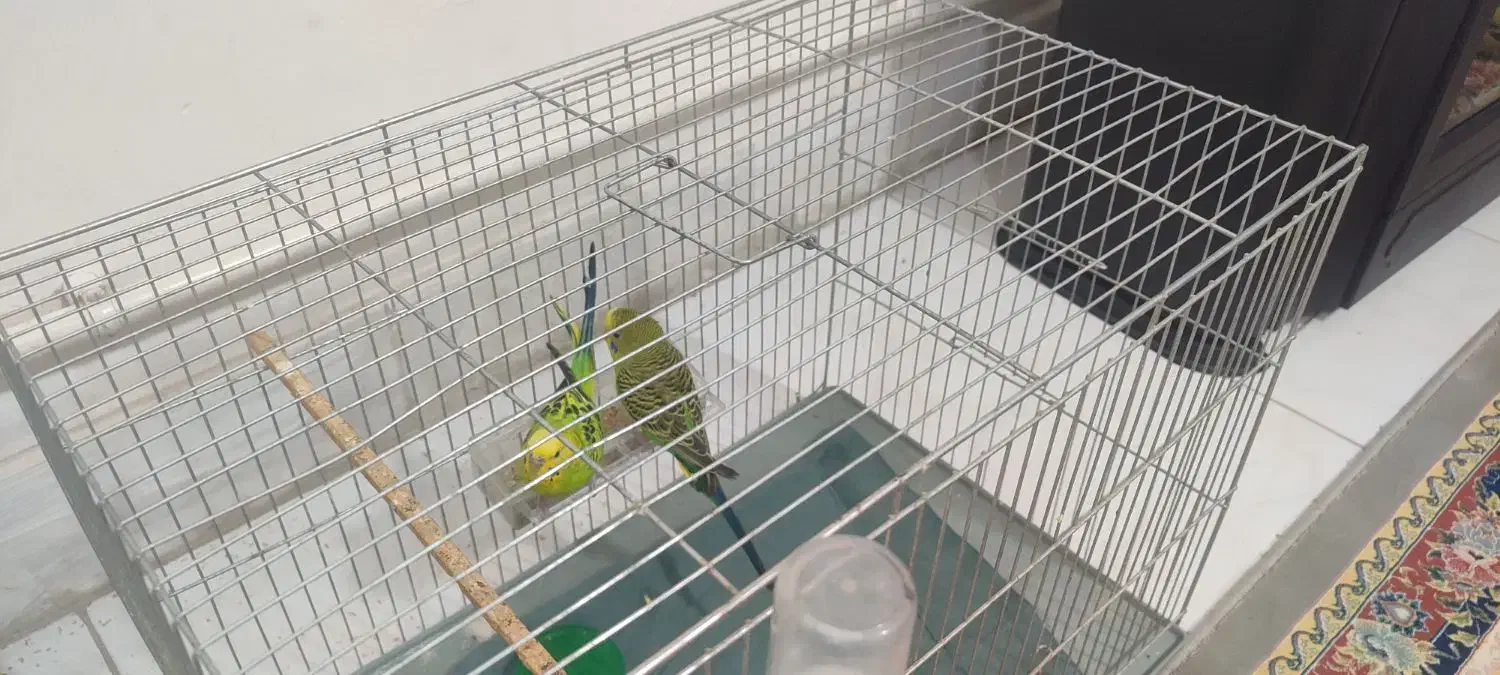 مرغ عشق همراه قفس|پرنده|ساوه, |دیوار