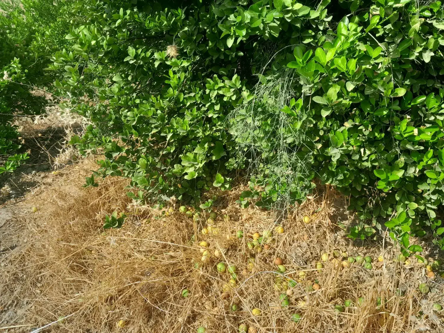 باغ با موقعیت تفریحی گردشگری|فروش خانه و ویلا|بوستان, |دیوار