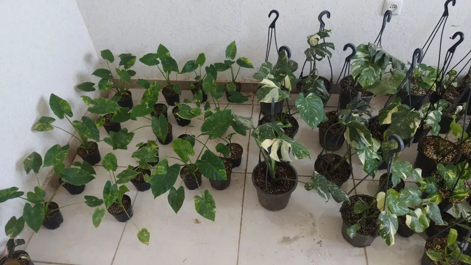 فروش بابا آدم ابلق و مانسترای ابلق|گل و گیاه طبیعی|تهران, آهنگ|دیوار