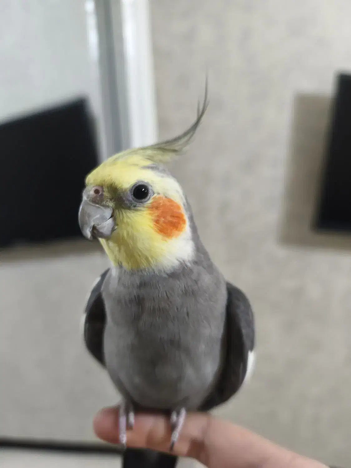 عروس هلندی نر با قفس و وسایل کامل .|پرنده|کرج, خرمدشت|دیوار