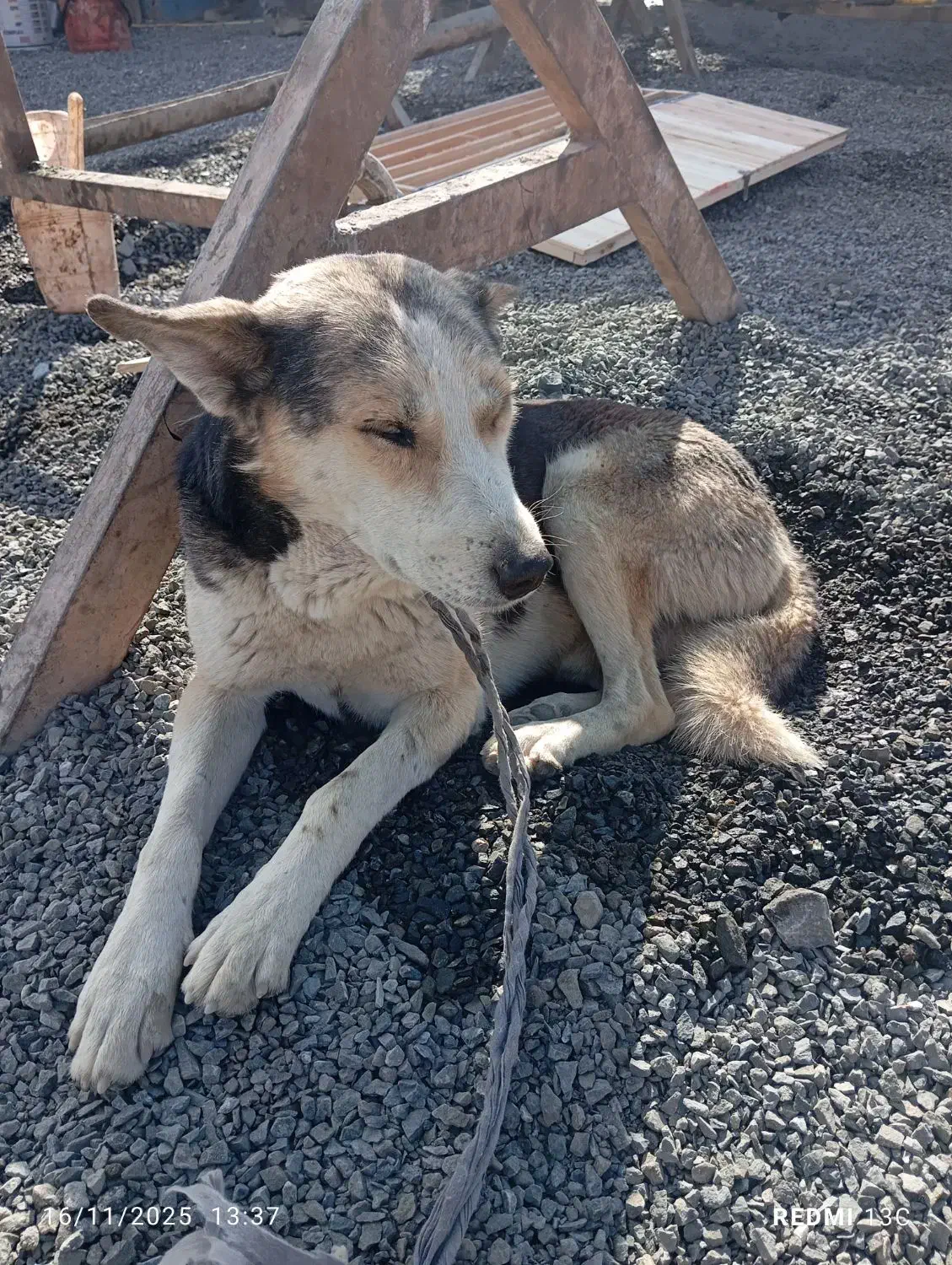 سگ هاسکی نر|سگ|آشخانه, |دیوار