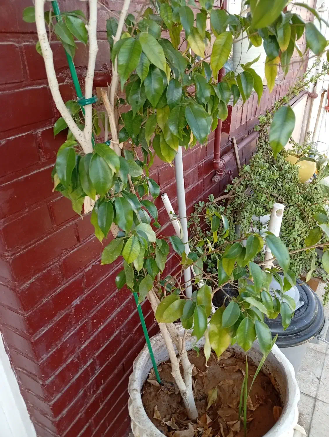 درخت بنجامین|گل و گیاه طبیعی|شیراز, بعثت|دیوار