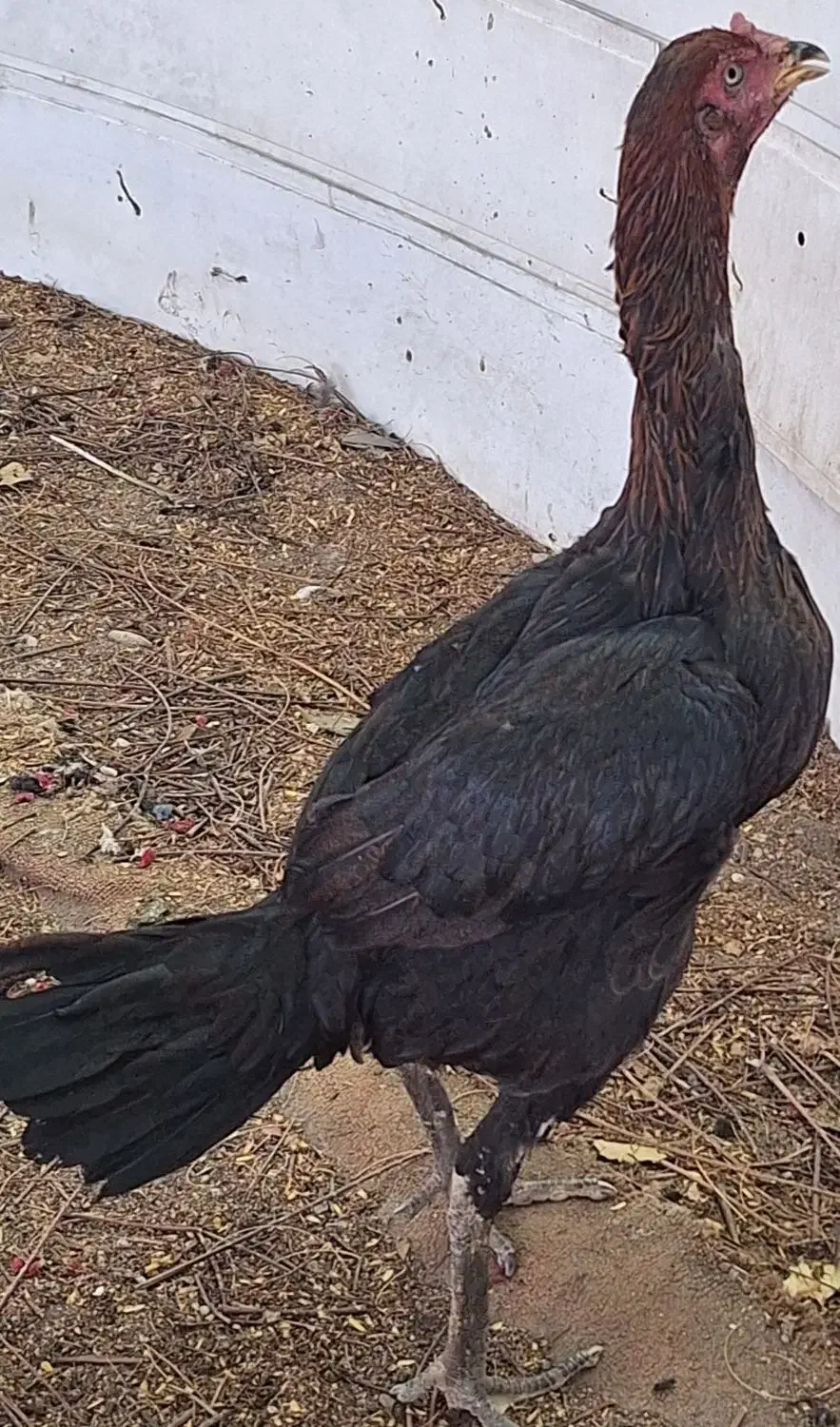 مرغ وخروس لاری اصیل|حیوانات مزرعه|بندرعباس, |دیوار