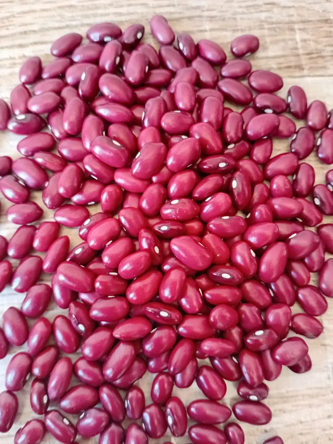 لوبیا قرمز درجه یک درشت درشت یکدست فقط تماس|خوردنی و آشامیدنی|قیدار, |دیوار