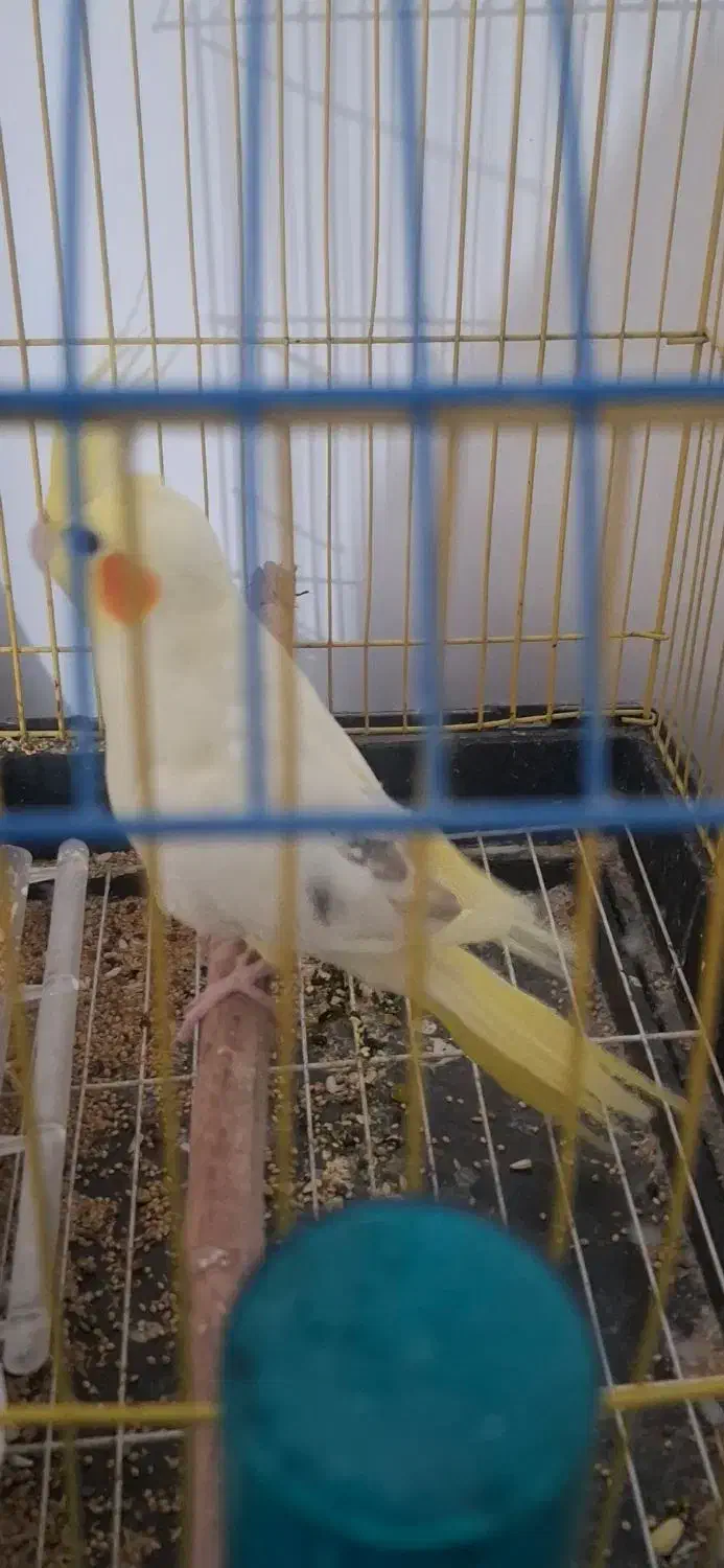 عروس هلندی|پرنده|بندرعباس, |دیوار