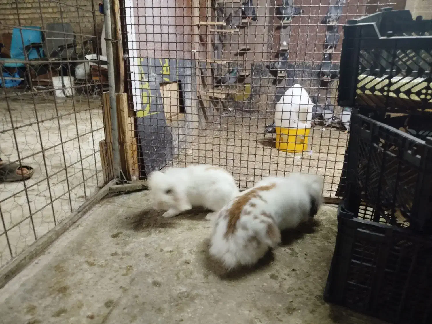 خرگوش پشمالو|موش و خرگوش|اهواز, شریعتی جنوبی|دیوار