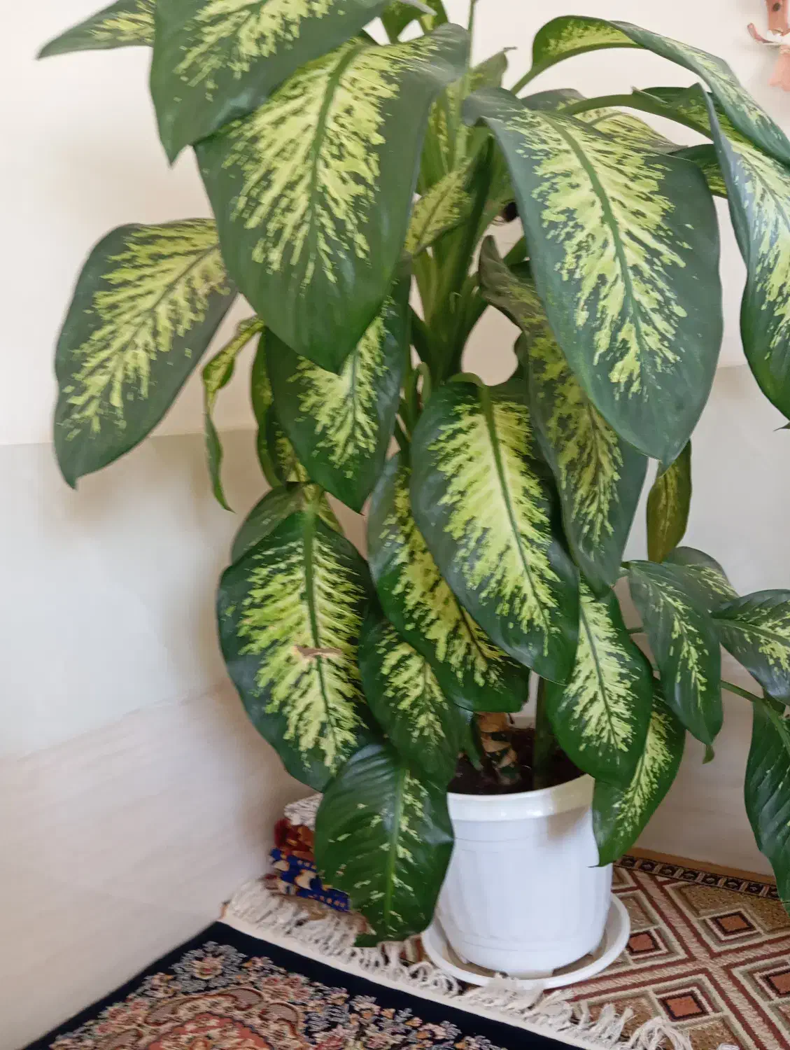 گل زیبا و بزرگ|گل و گیاه طبیعی|بانه, |دیوار