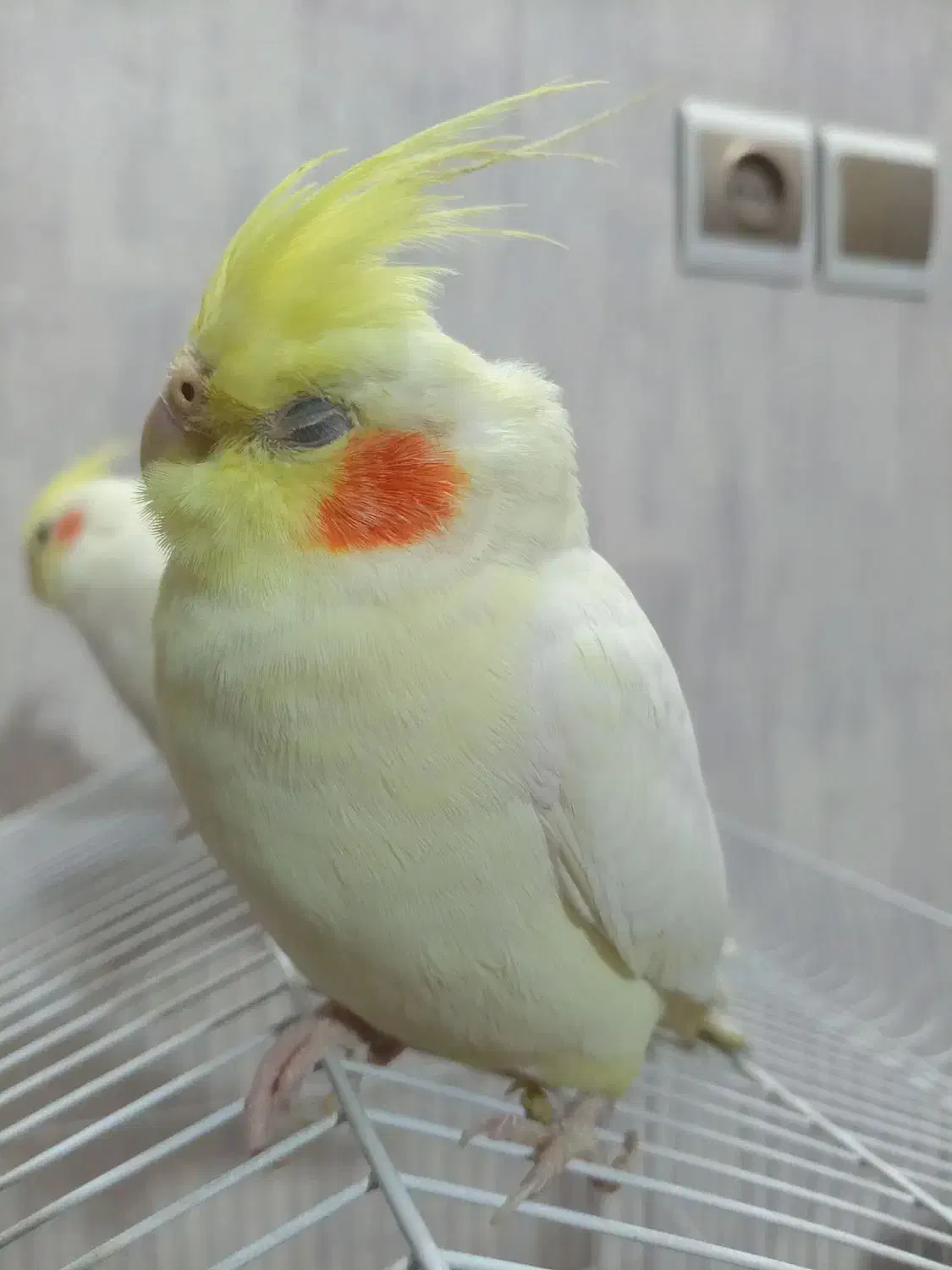 عروس ماده اماده جفتگیری|پرنده|پیر بکران, |دیوار