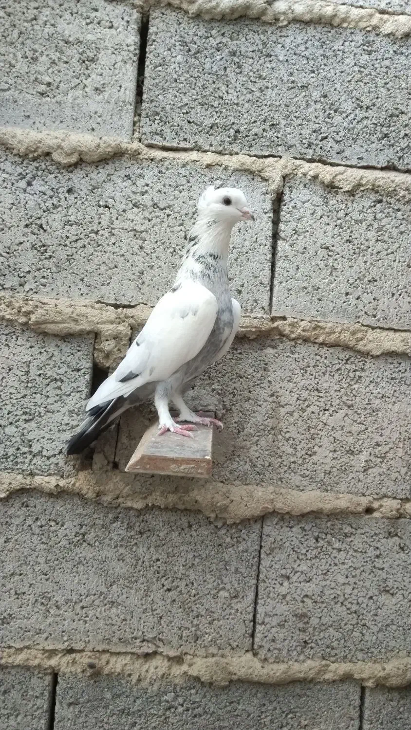 ماده پلنگ کاکلی پاپر|پرنده|بابل, |دیوار