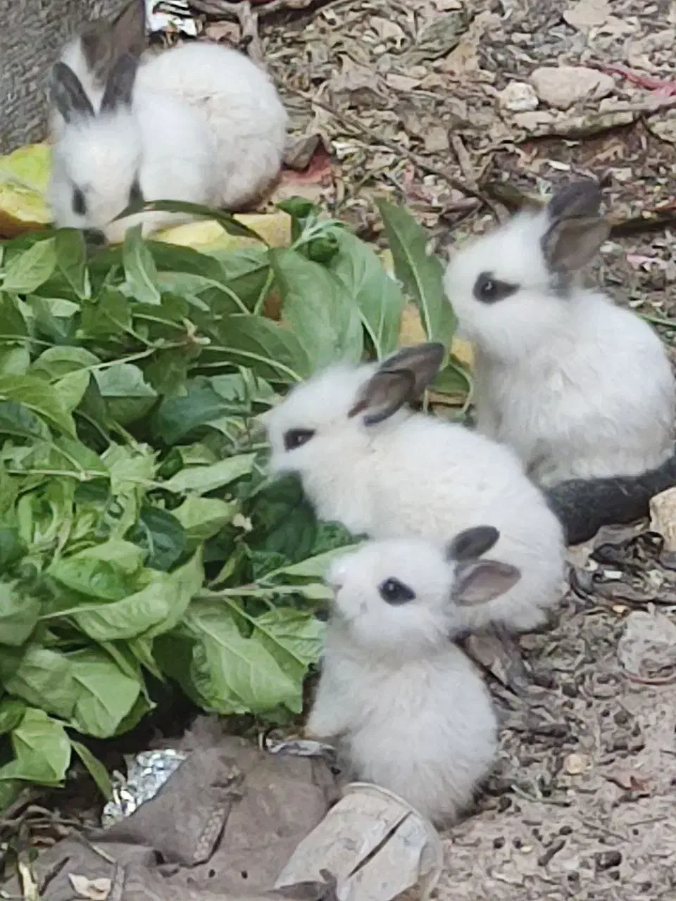 خرگوش|موش و خرگوش|شهرکرد, |دیوار