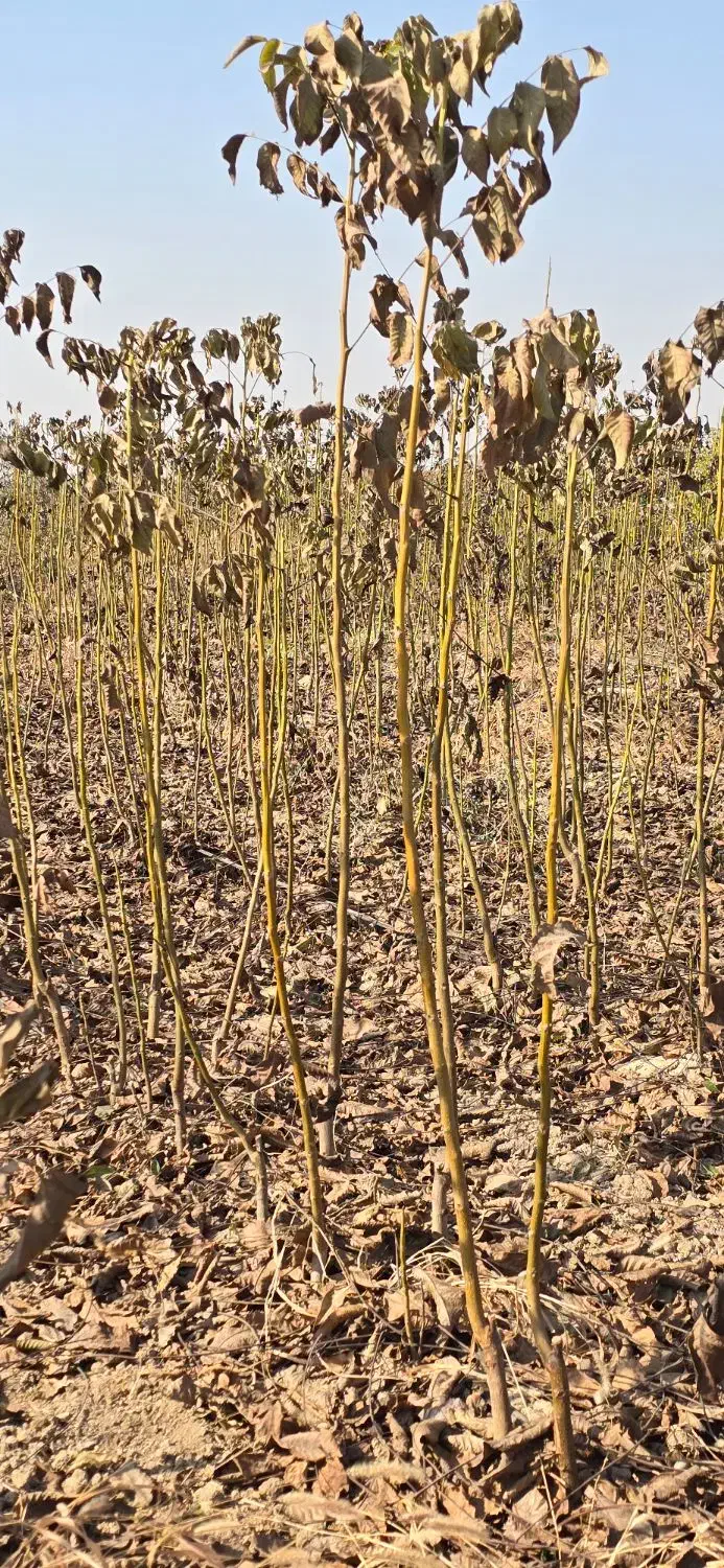 نهال‌گردو پربار، سودطلایی|خدمات باغبانی و درختکاری|جوانرود, |دیوار