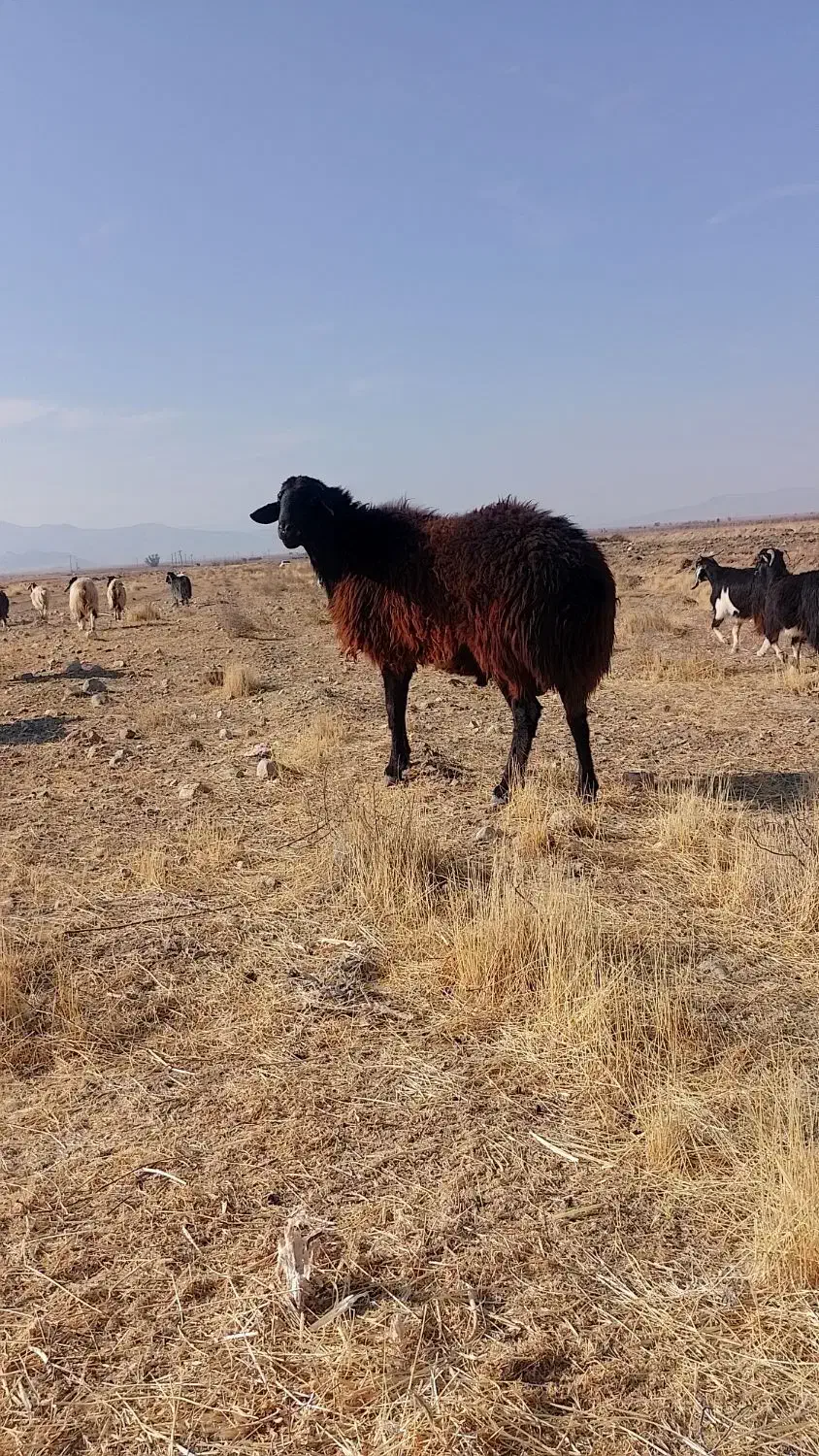 قوچ افشار قره قزل ، بره نر ، پرواری، مال داشتی|حیوانات مزرعه|بختگان, |دیوار